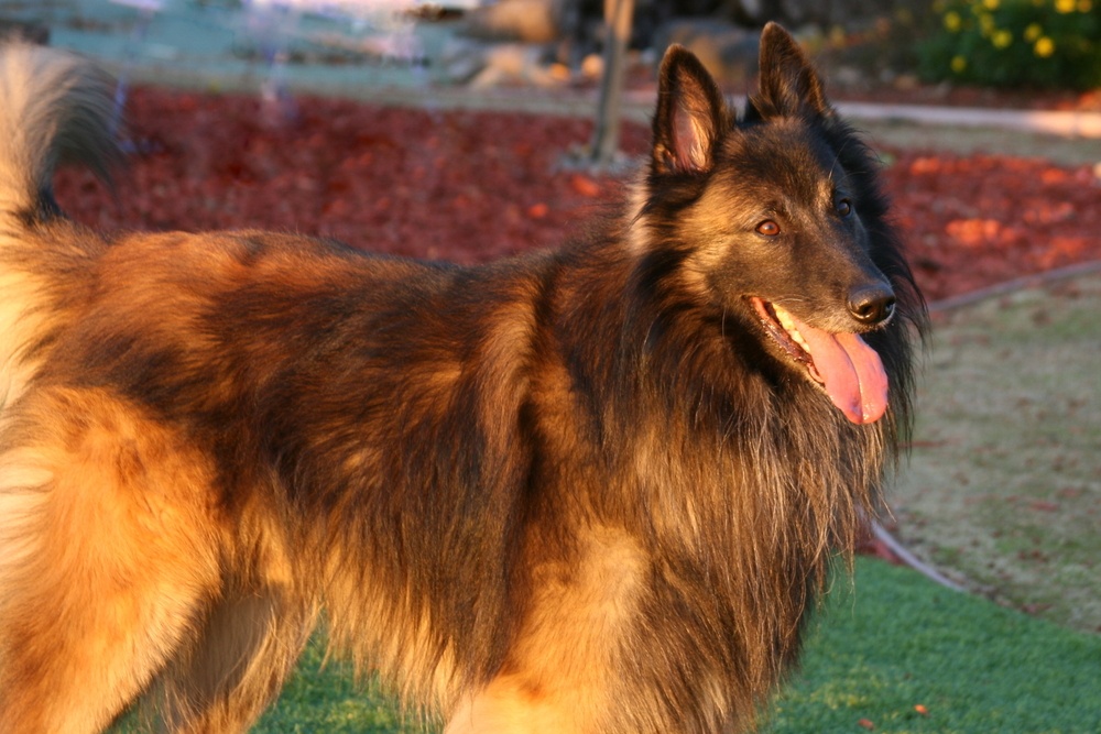 tervuren cachorro