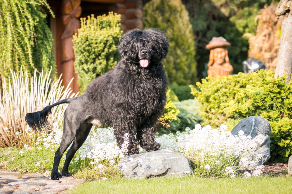 cão cão d'água português