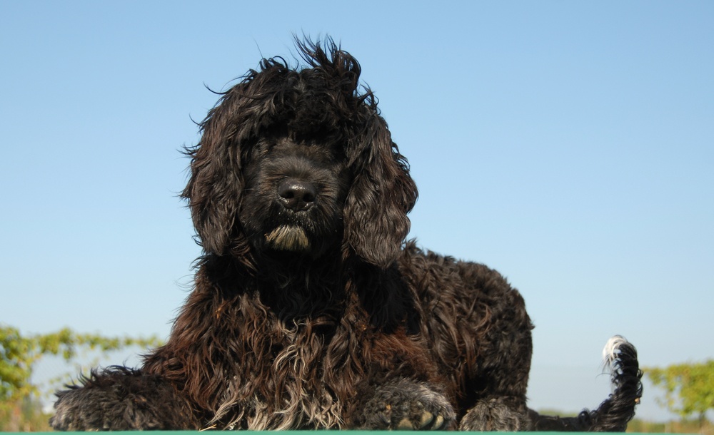 cão d'água português