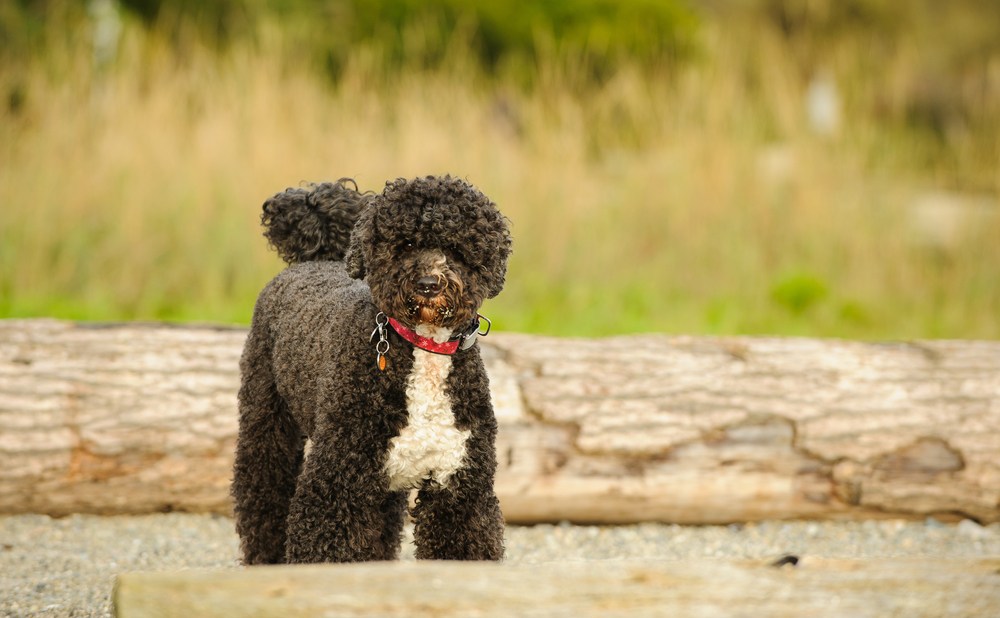 cão d'água português cão