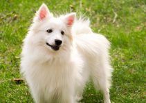 cachorro cão esquimó americano