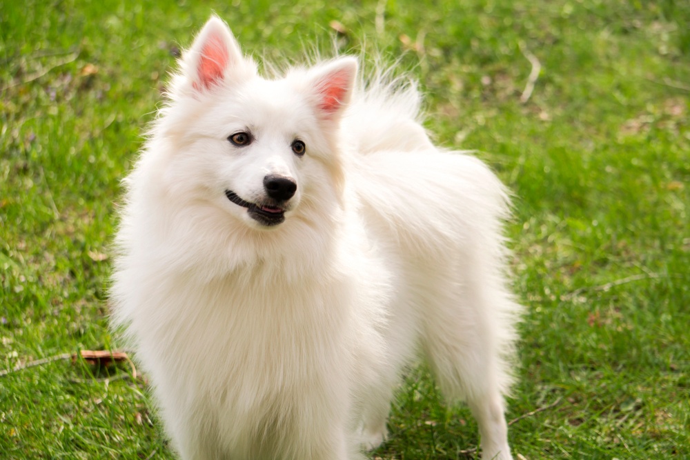 cachorro cão esquimó americano