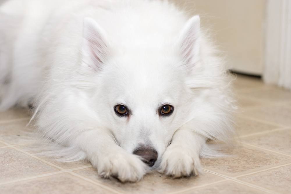 cão esquimó americano