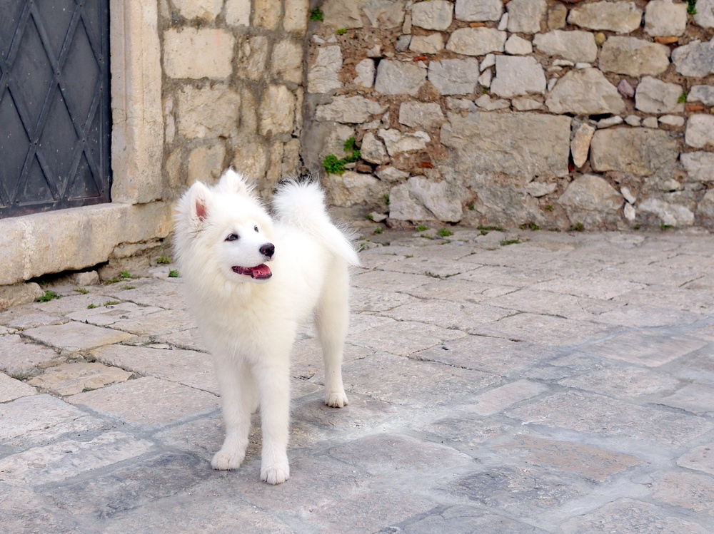 cão esquimó americano cão