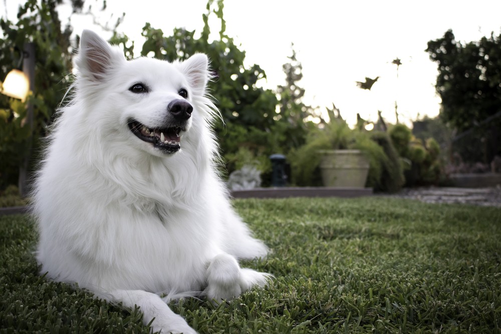 cão cão esquimó americano