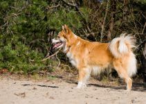 cão islandês de pastoreio