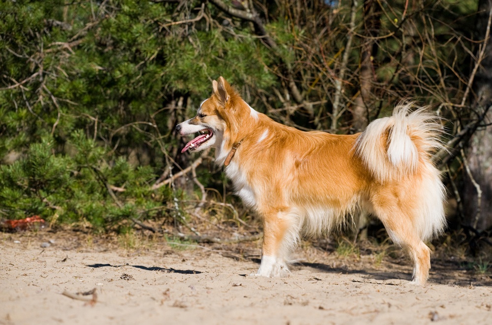 cão islandês de pastoreio