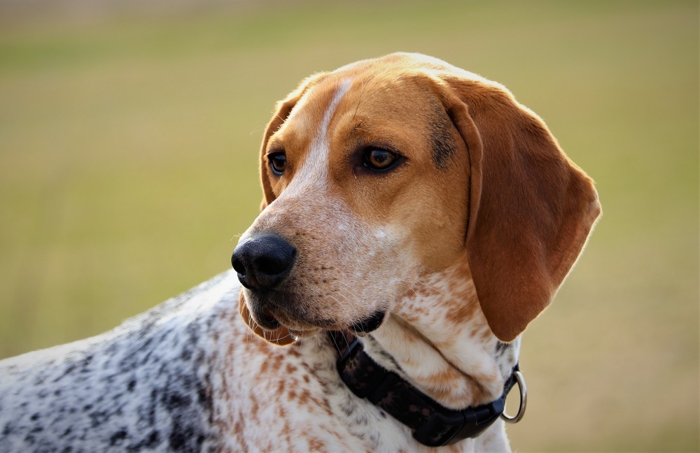 coonhound inglês cachorro