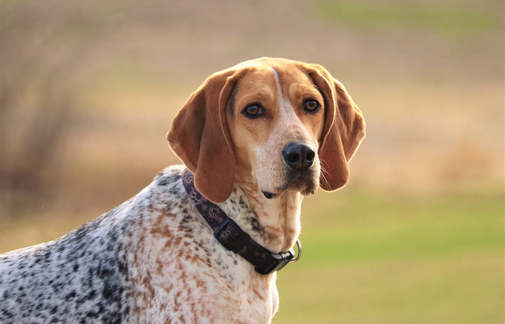 coonhound inglês