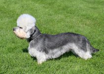 dandie dinmont terrier