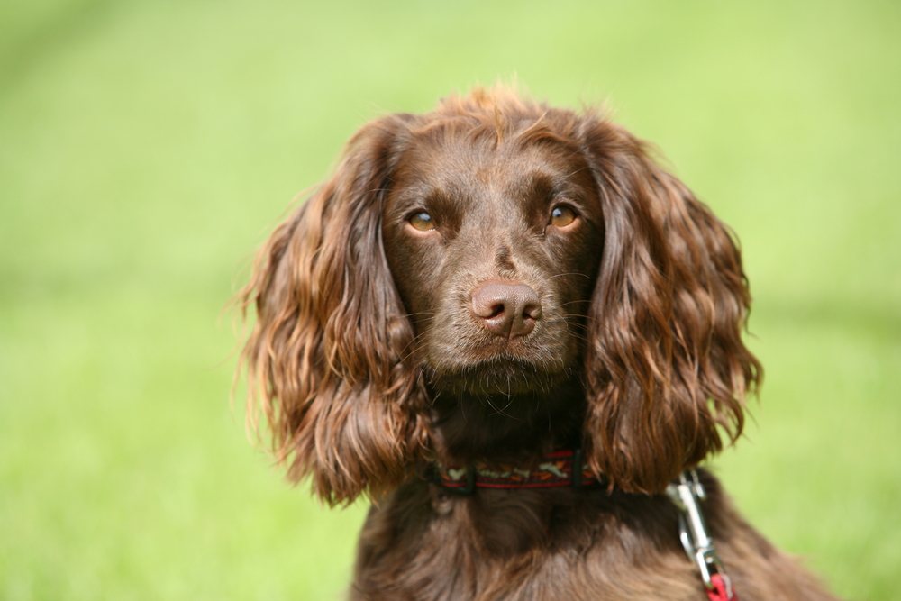 field spaniel