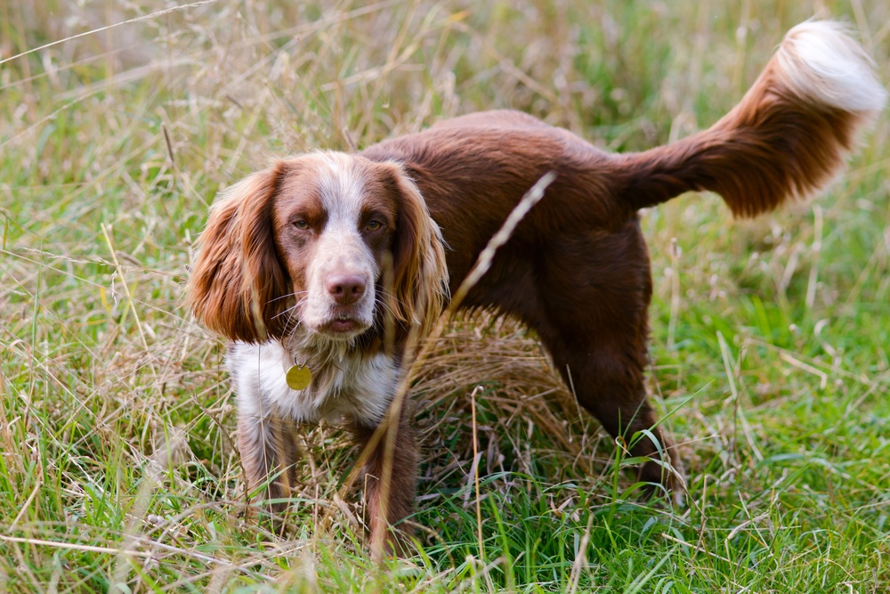 field spaniel cão