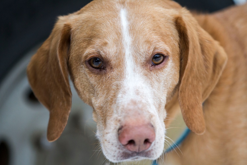 foxhound americano cão