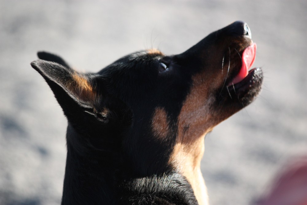 lancashire heller cachorro