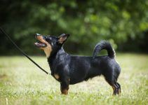 lancashire heller cão