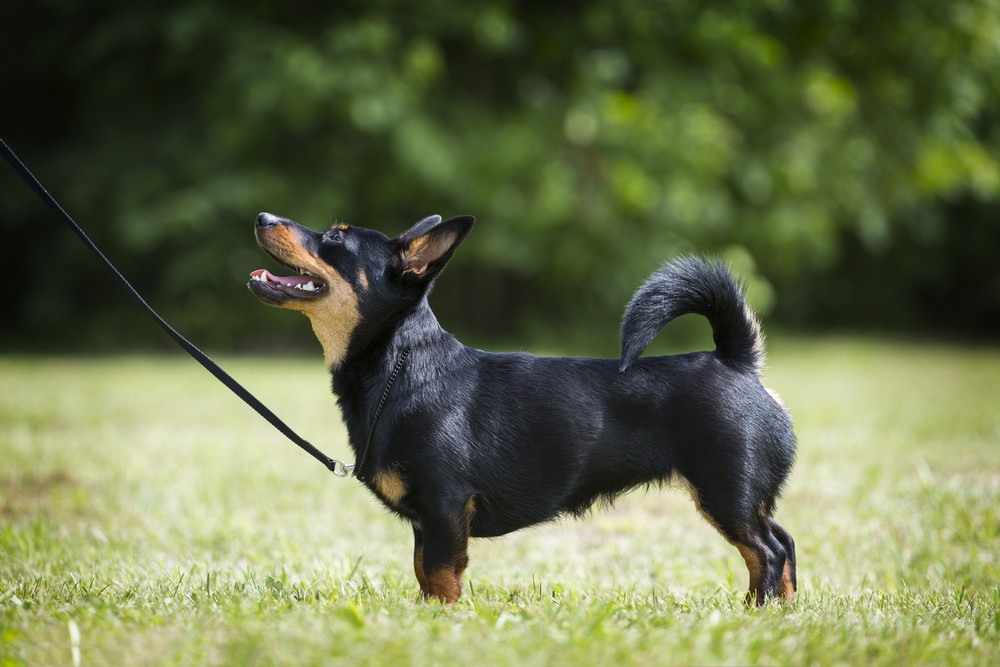 lancashire heller cão