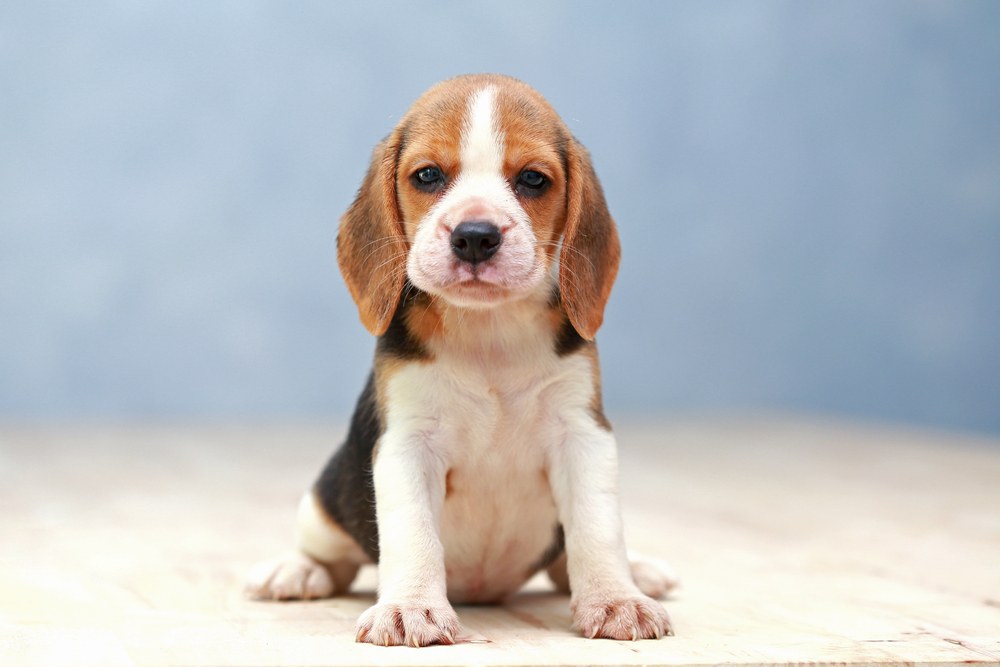 pocket beagle filhote