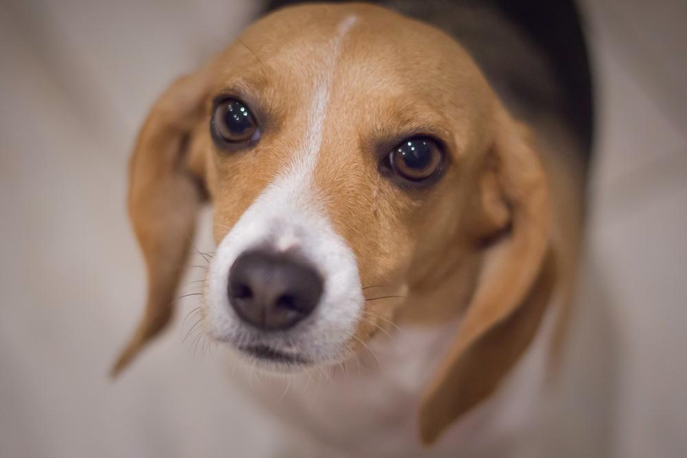 pocket beagle