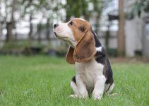 pocket beagle cão