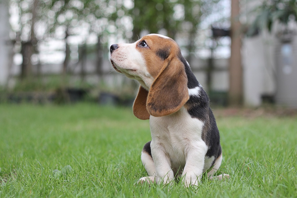 pocket beagle cão
