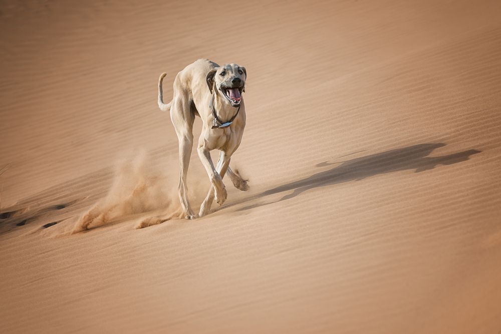 sloughi cão