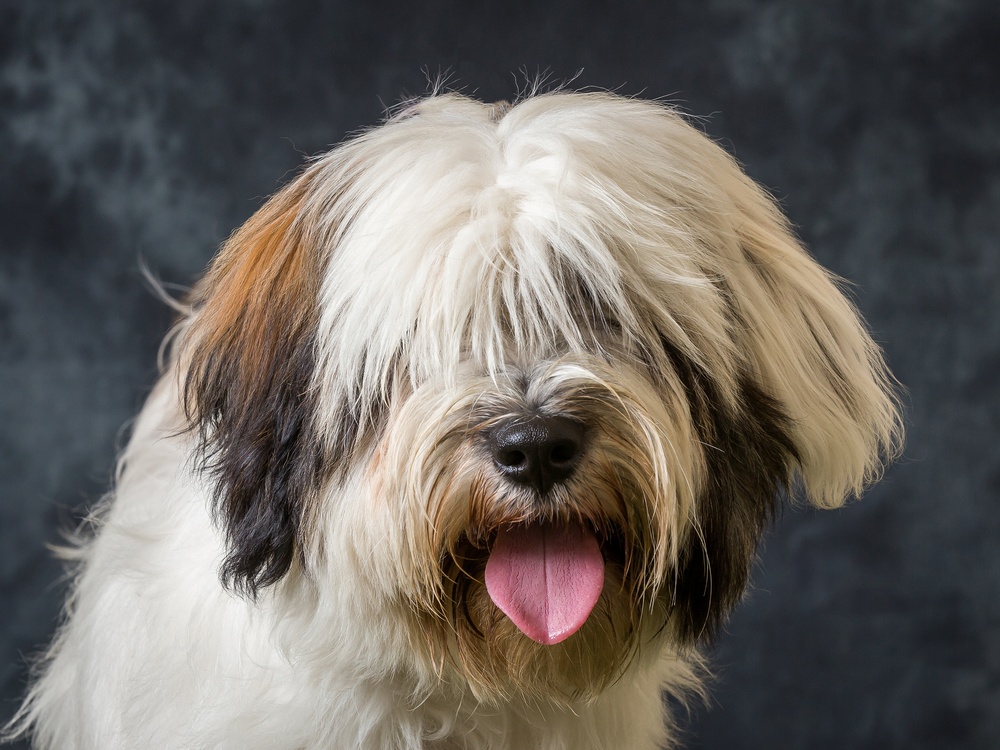 terrier tibetano