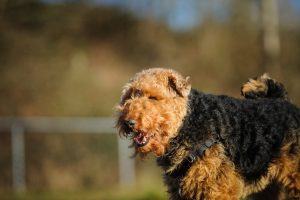 welsh terrier cachorro