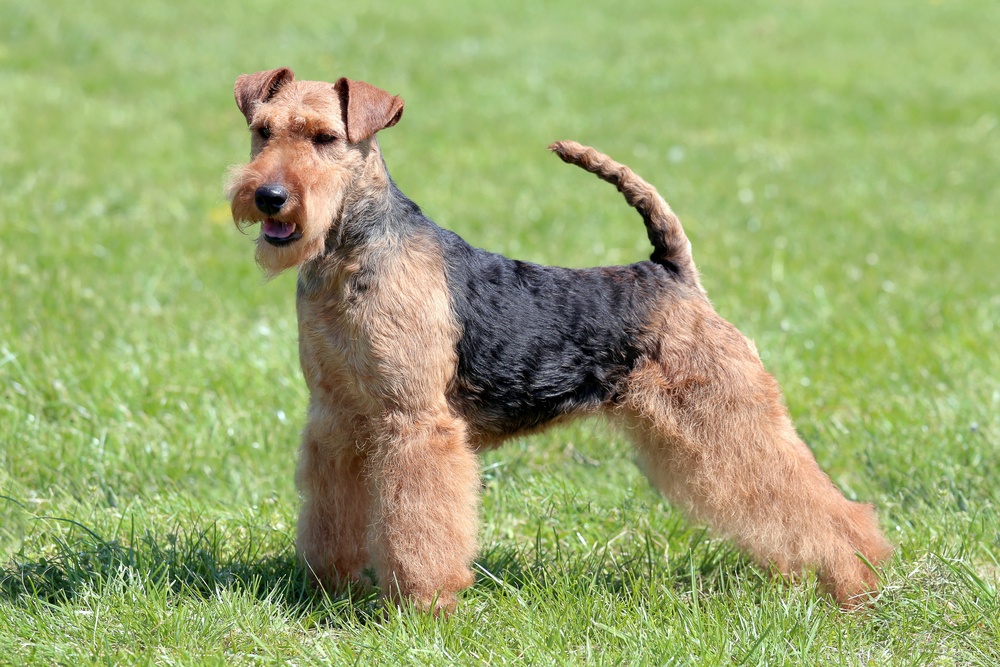 welsh-terrier