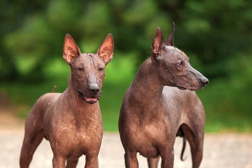 cão xolo 