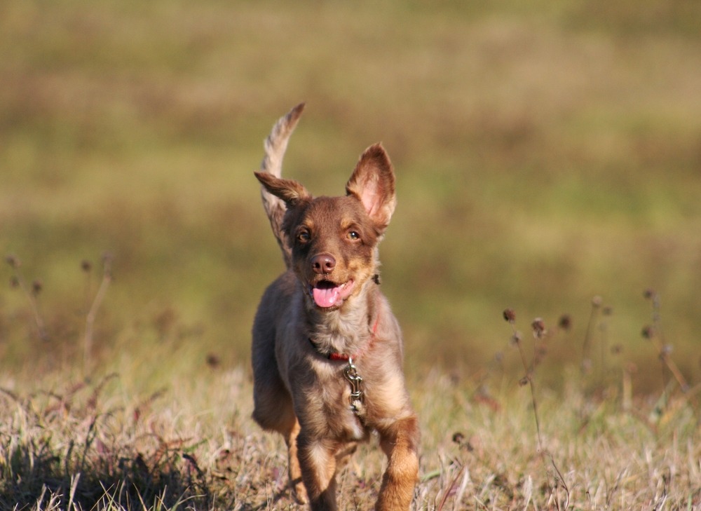 xolo cão