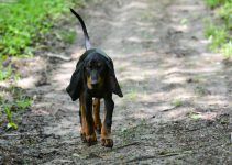 coonhound preto e castanho