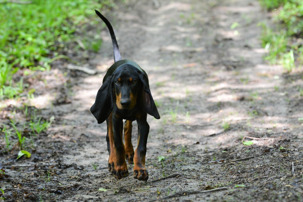 coonhound preto e castanho