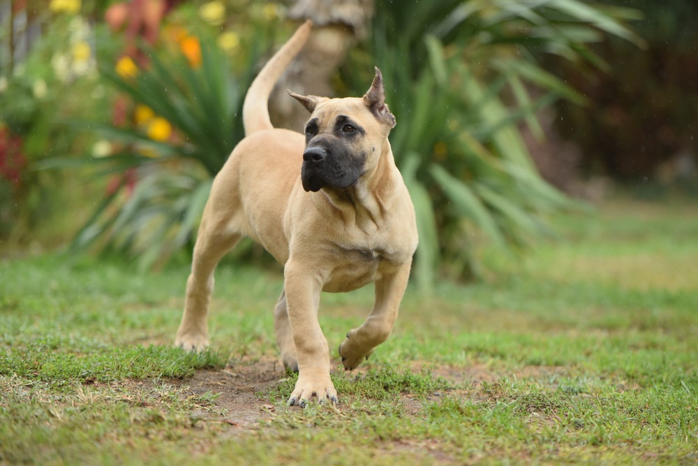 dogue canário