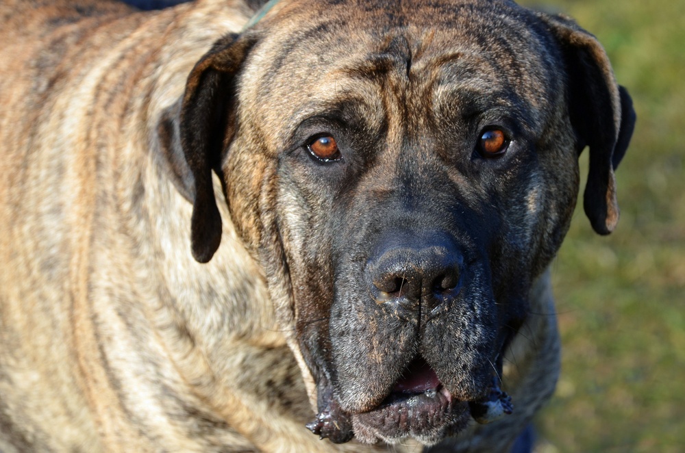 fila brasileiro vs presa canario