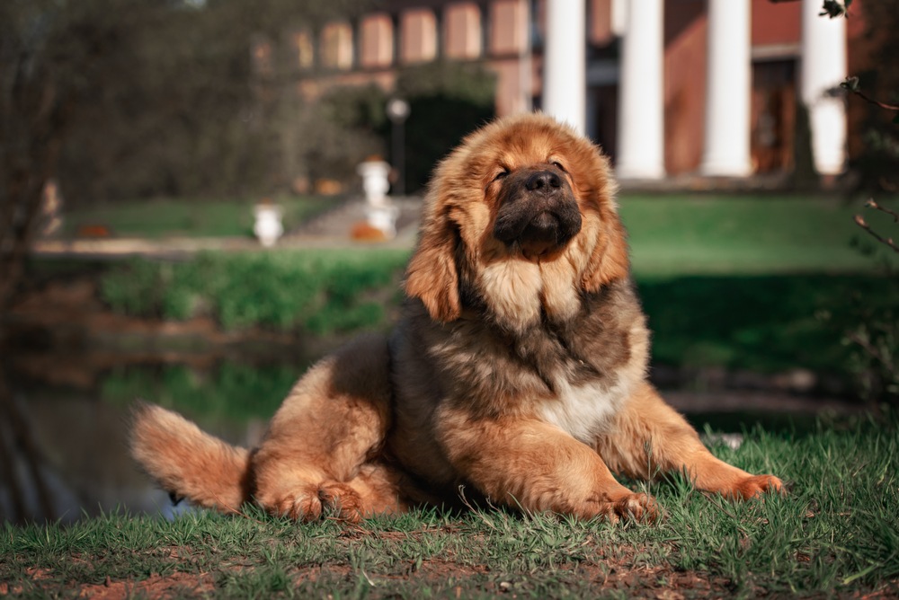 mastim tibetano cachorro