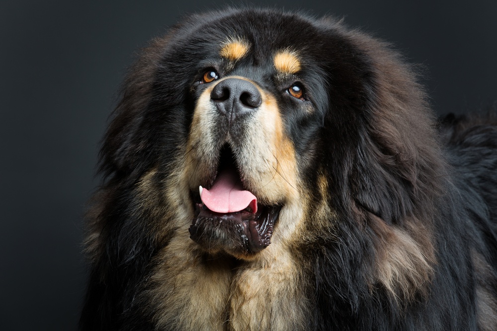 mastim tibetano cão