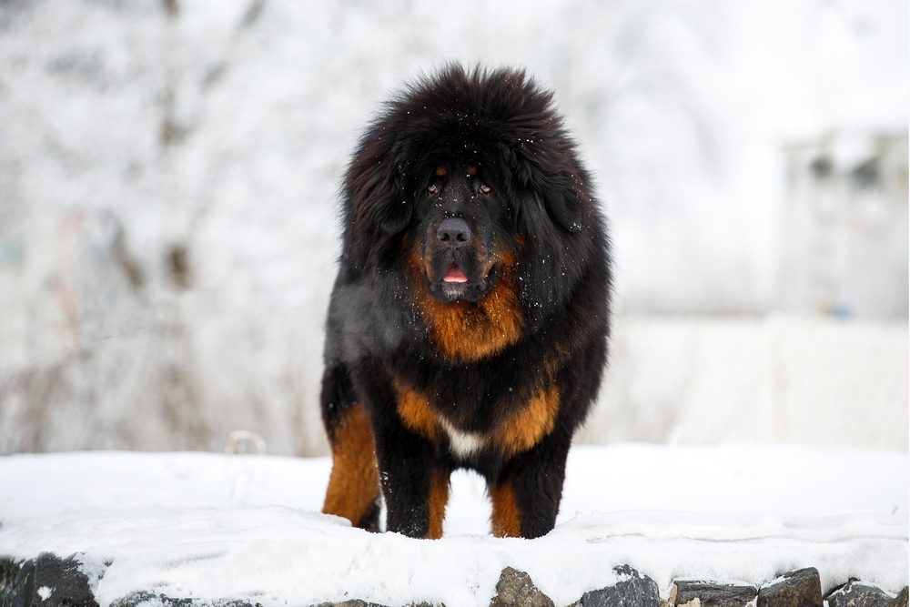 cão mastim tibetano