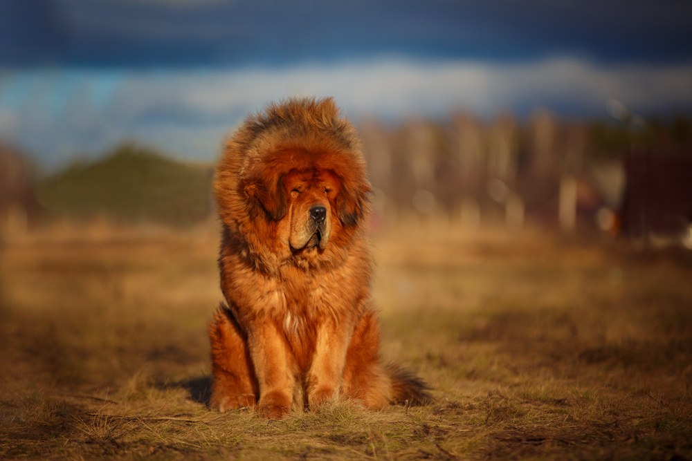 cachorro mastim tibetano