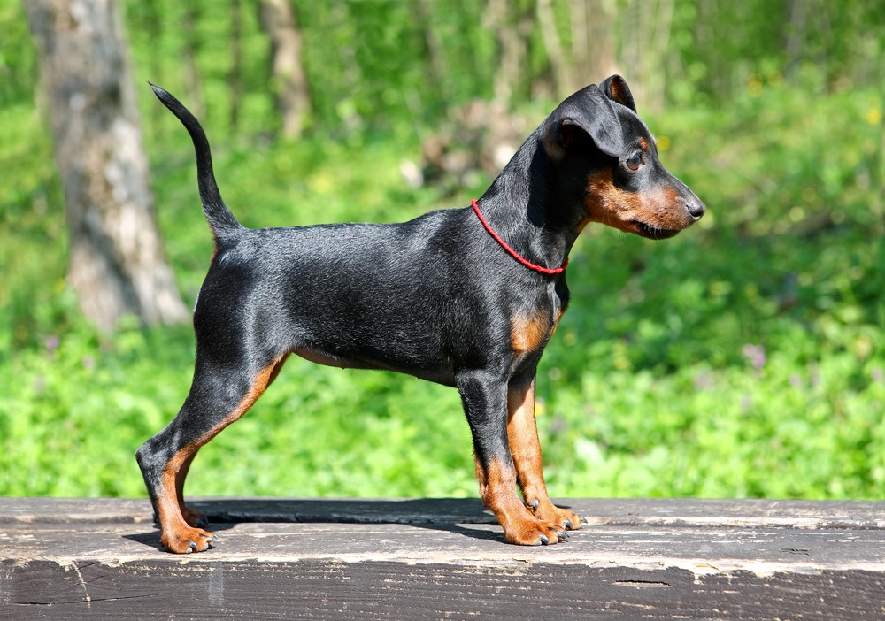 pinscher miniatura cachorro