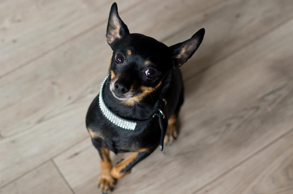 pinscher miniatura