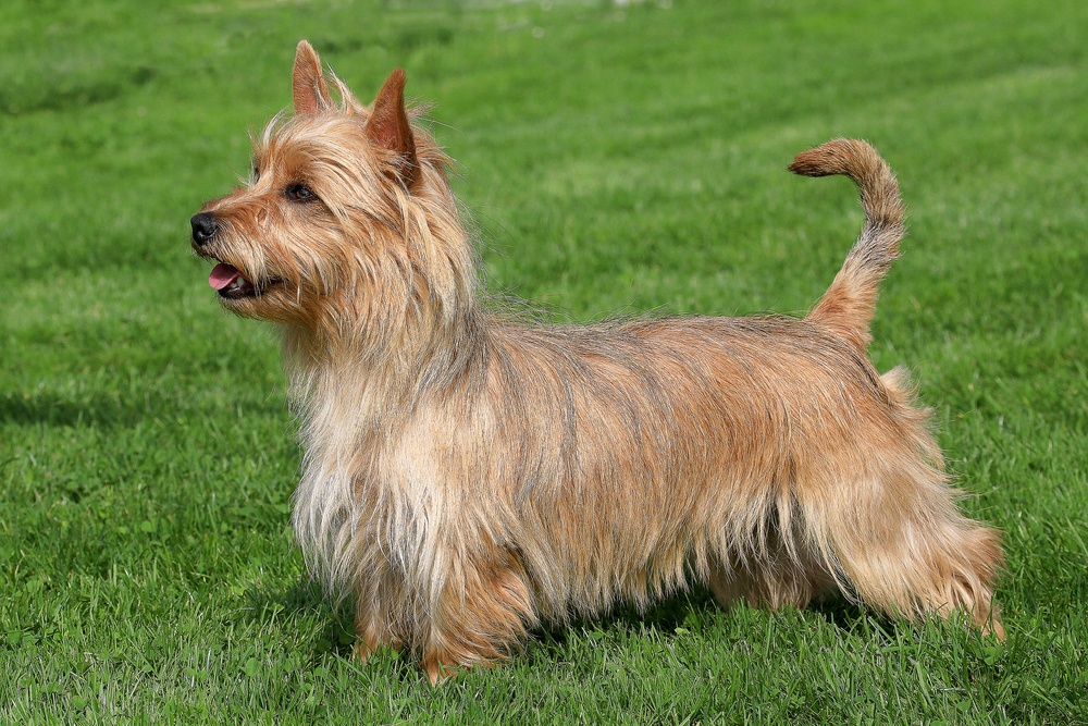 terrier australiano cachorro