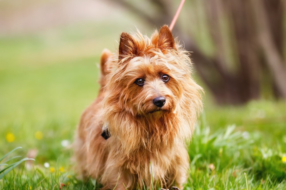 terrier australiano cão