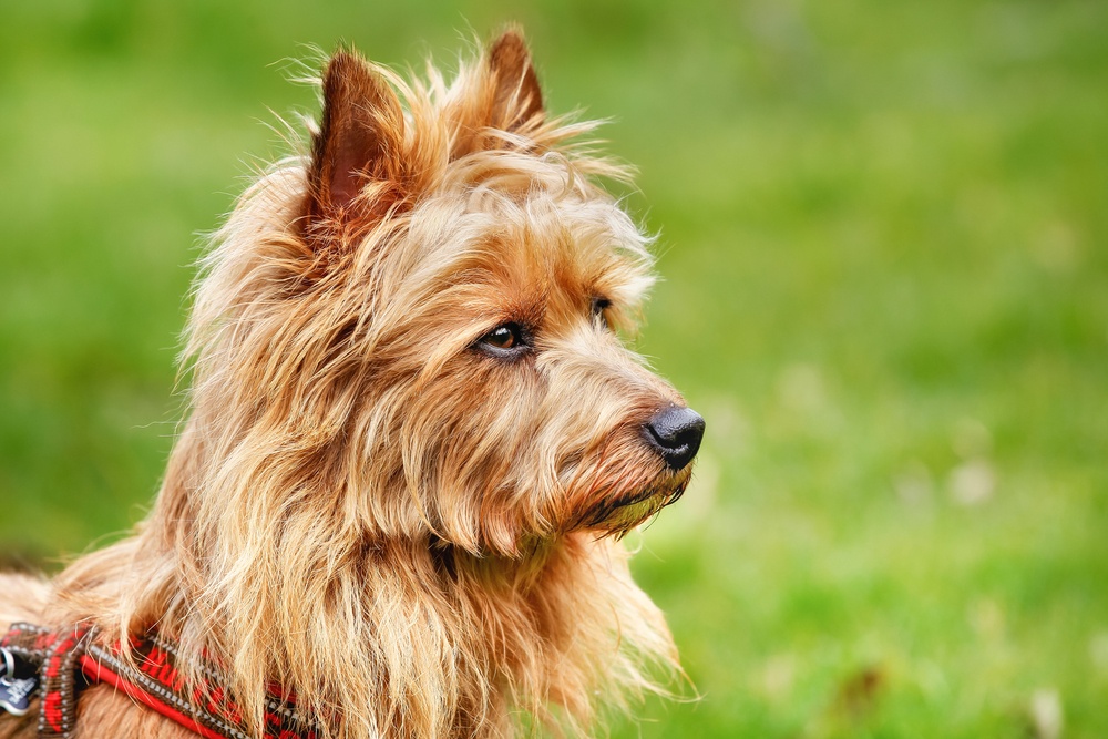 terrier australiano