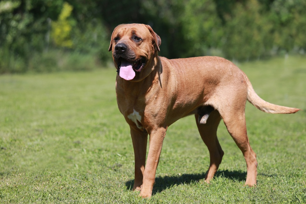 tosa inu cachorro