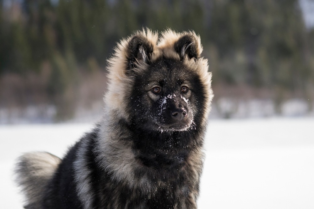 cão eurasier