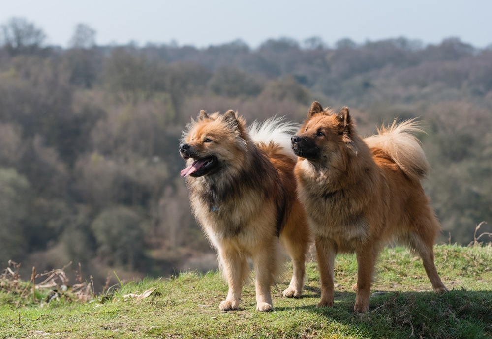 eurasier cachorro