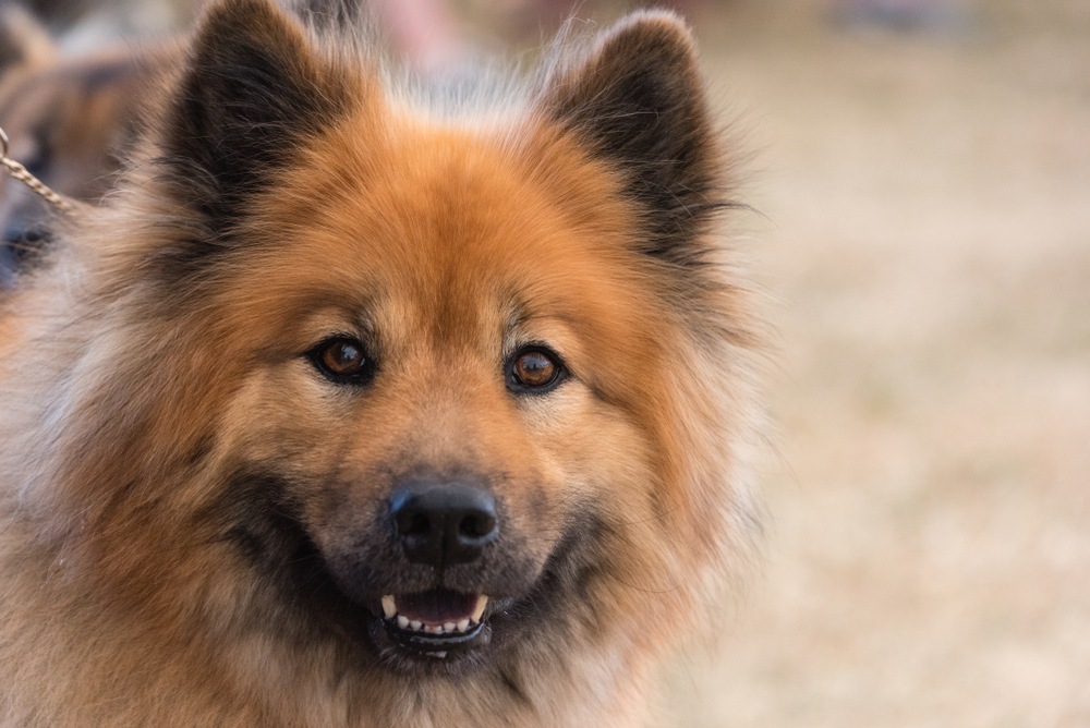 eurasier cão