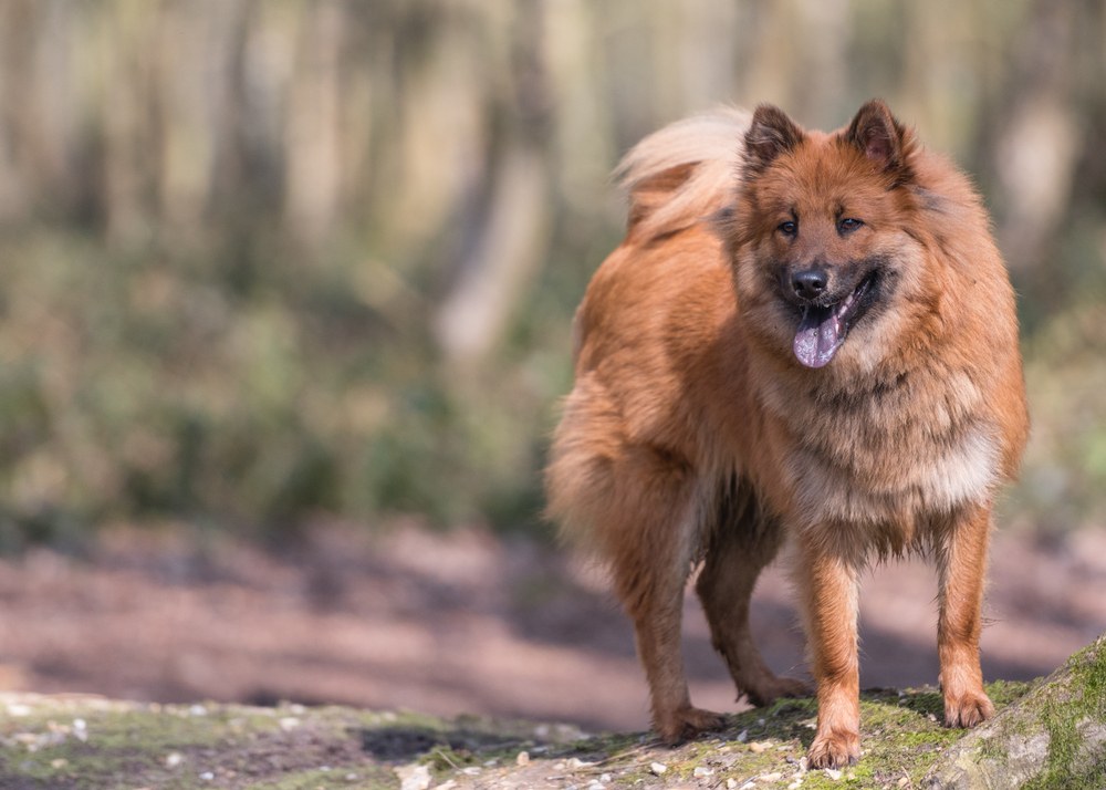 eurasier