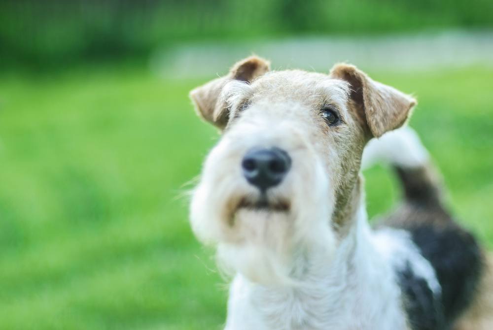 fox terrier de pelo duro cachorro