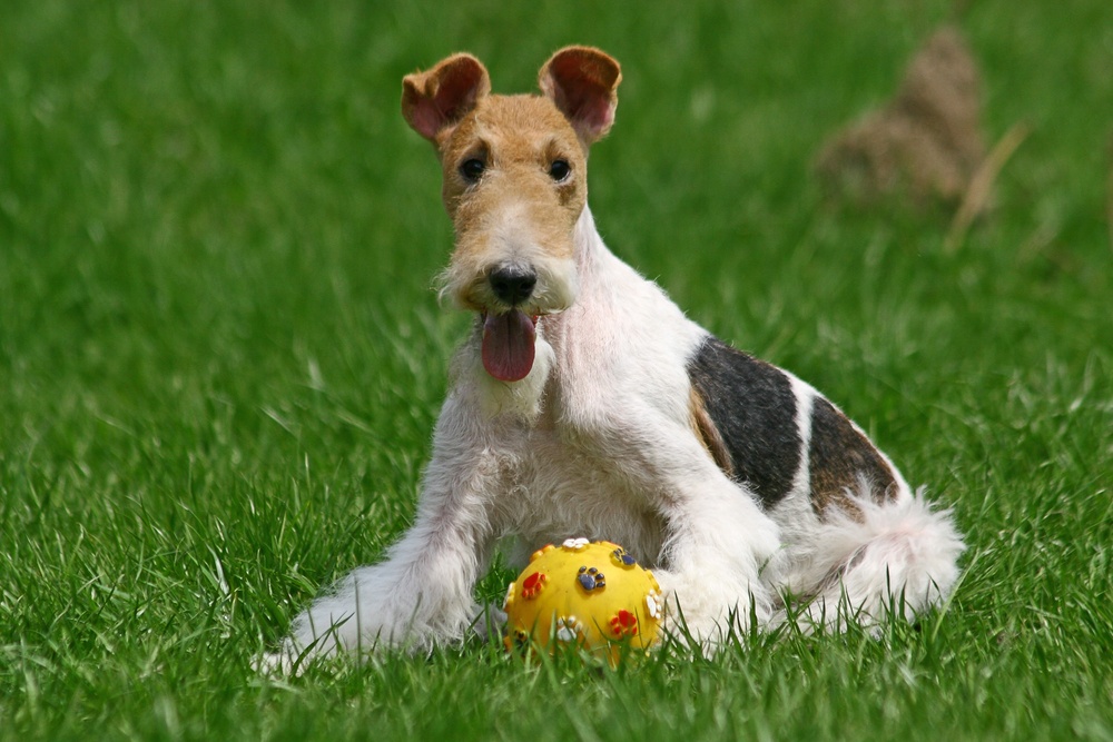 cão fox terrier de pelo duro